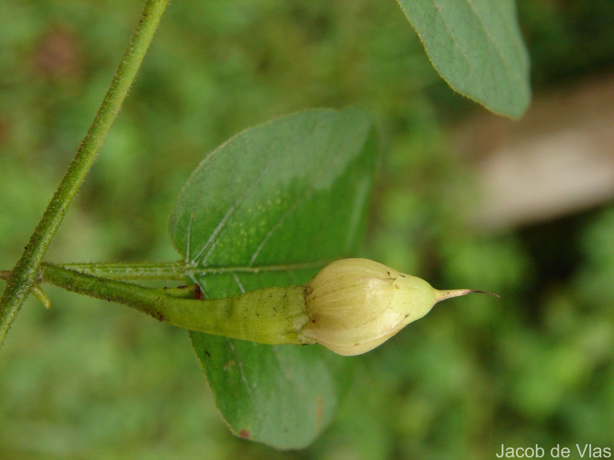 Camonea pilosa (Houtt.) A.R.Simões & Staples s.l.
